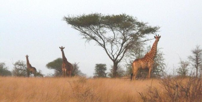 girafe%203