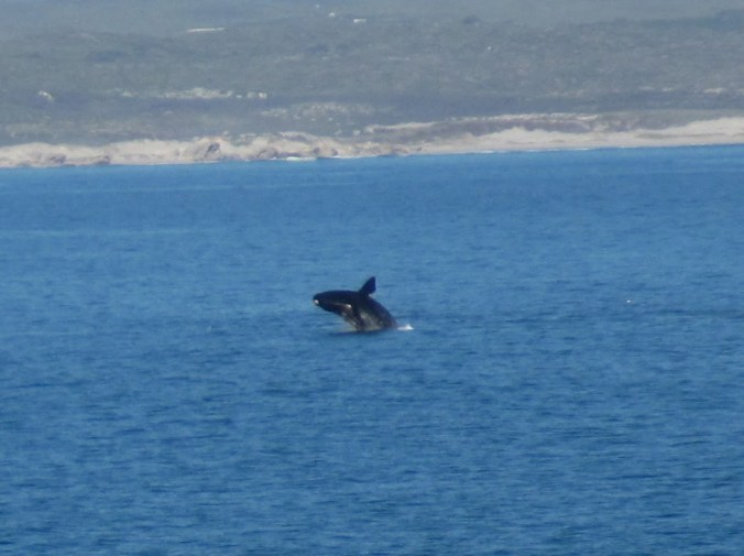 hermanus-img_2621