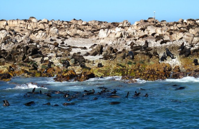 phoque-gansbai-g_2567