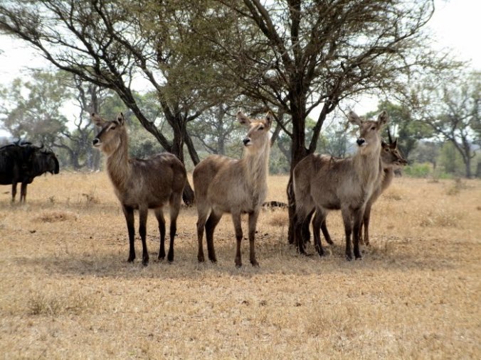 waterbuck