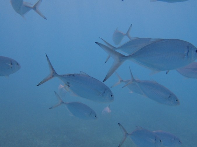 snorkeling à Saint Martin