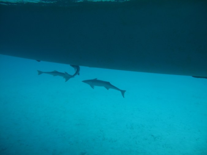 partie7GREATGUANACAY05