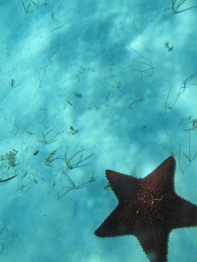 partie7GREATGUANACAY11