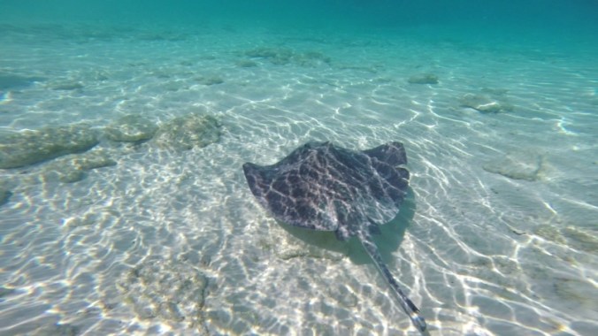 partie7GREATGUANACAY34