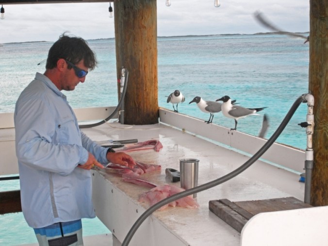 Bar à mouettes, Exumas, Bahamas